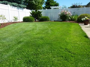 green grass and vinyl privacy fence